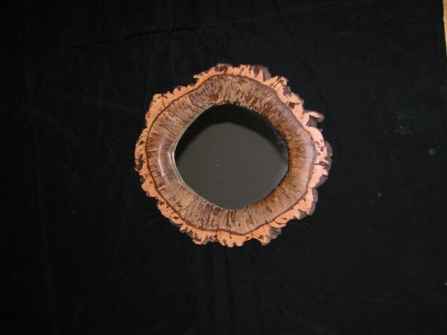 Cork Oak.jpg