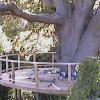 White Gum Decking.JPG