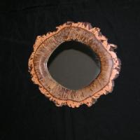 Cork Oak.jpg